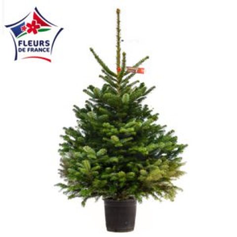 Sapin Nordmann Choix extra élevé en conteneur 100/125 vendu seul, sans pied